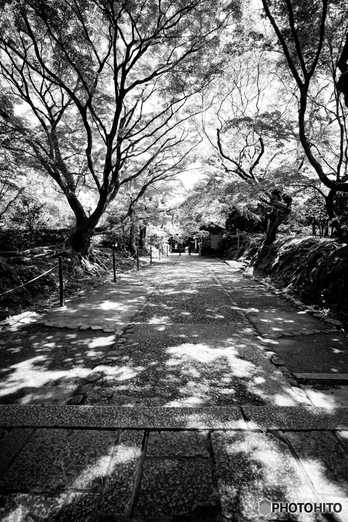 嘘紅葉（常寂光寺）