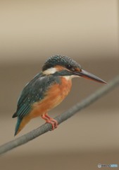 いつもの公園「カワセミ日記」「佇んで」