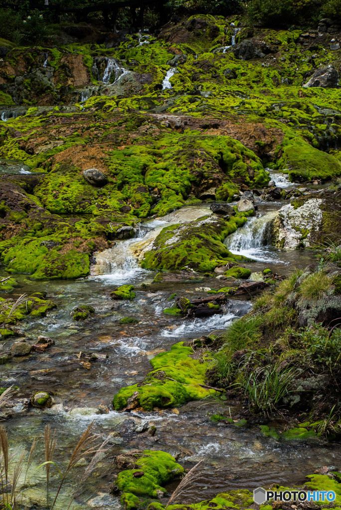 穴地獄、チャツボミゴケ（４）