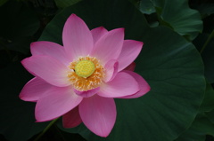 大華６－２「麗子華」