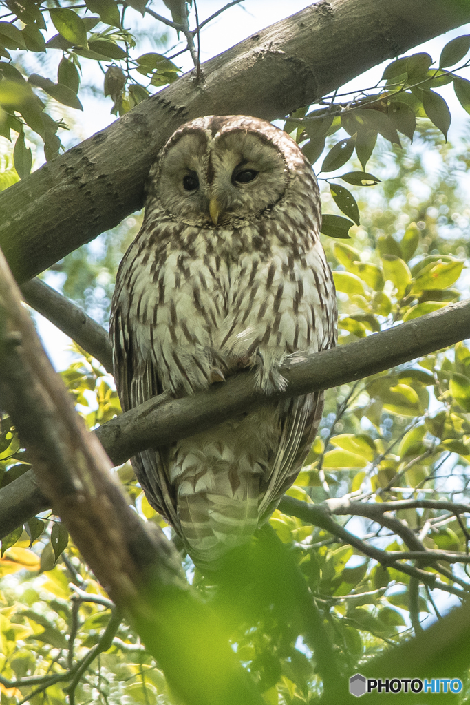 森人二題（フクロウ）（一）