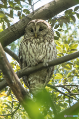 森人二題（フクロウ）（一）