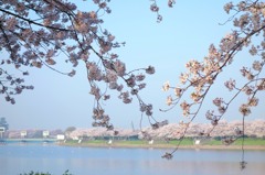 楽桜（１）「行幸湖」