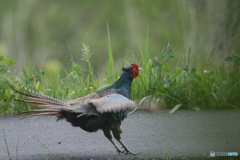 いつもの公園「叫び」（キジ）（２）