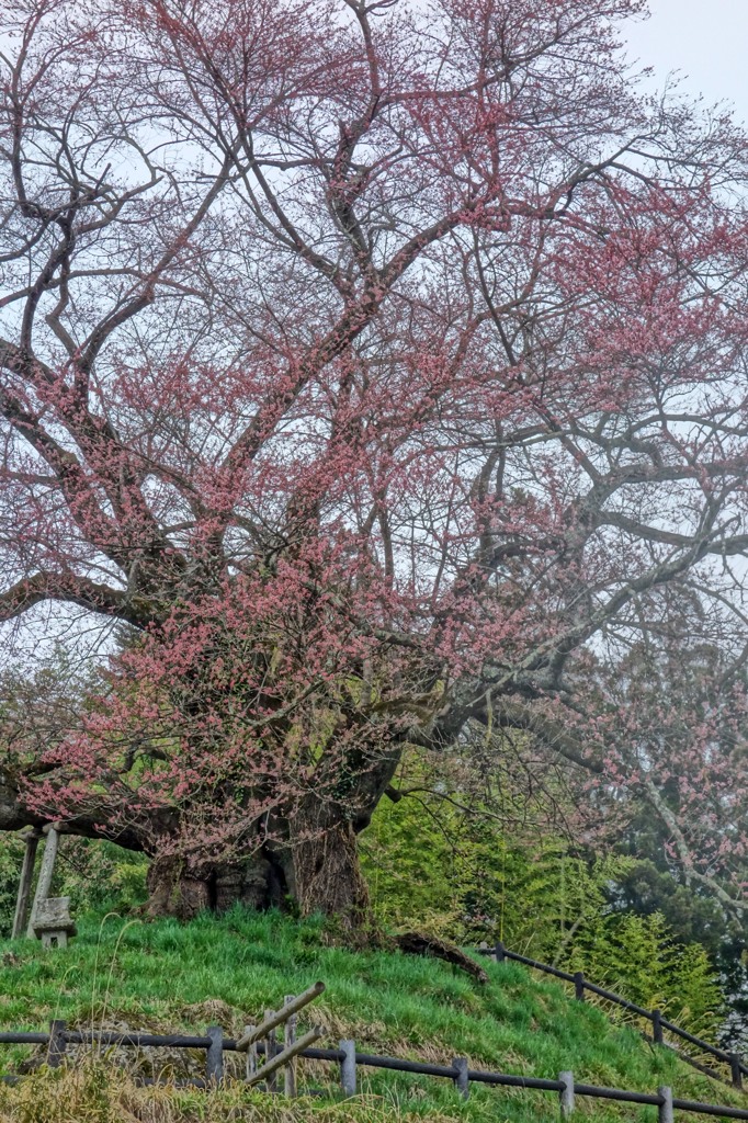 上州花紀行（４）「発知の櫻」