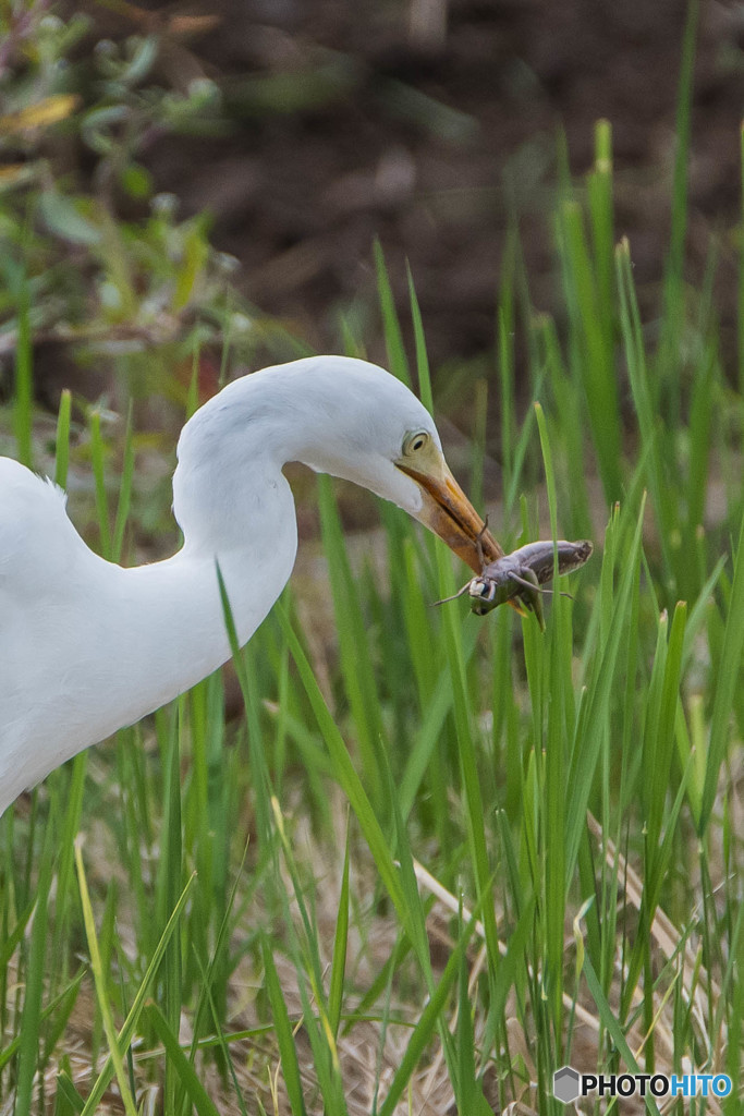 バッタ食うサギ