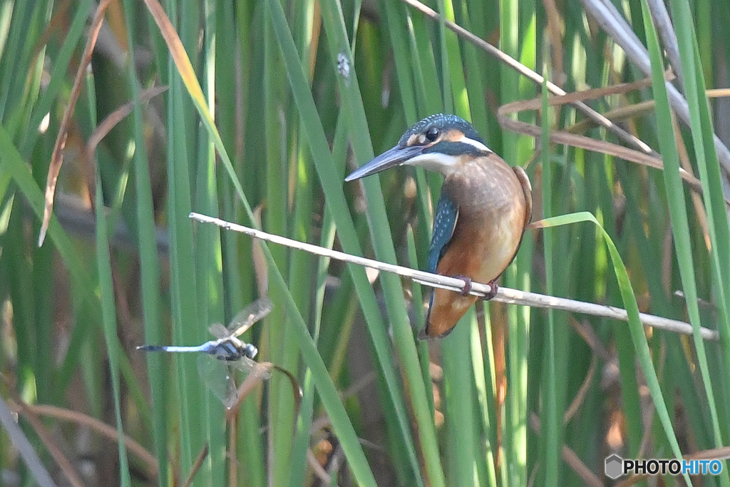 いつもの公園「カワセミ日記（56）」　とんぼ