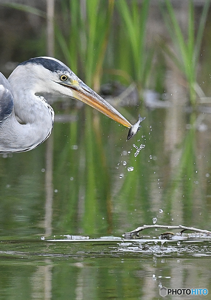 いつもの公園　「捕食者」