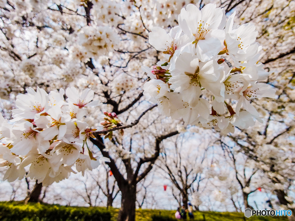 いつもの公園「桜土手」