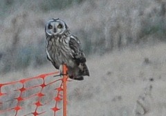 利根川堰堤「コミミちゃんの時間」（コミミズク）