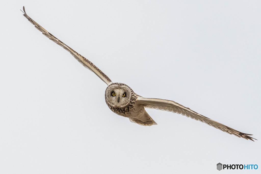 見てます（コミミズク）（３）