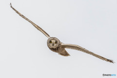 見てます（コミミズク）（３）