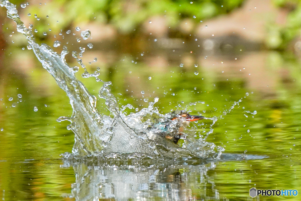 いつもの公園「ダイヤ（水滴）纏う翡翠」（１）