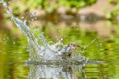 いつもの公園「ダイヤ（水滴）纏う翡翠」（１）