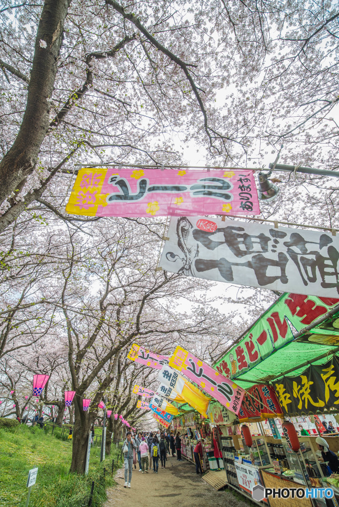 桜の樹の下で（埼玉県幸手市権現堂公園）（１０）「ビール」