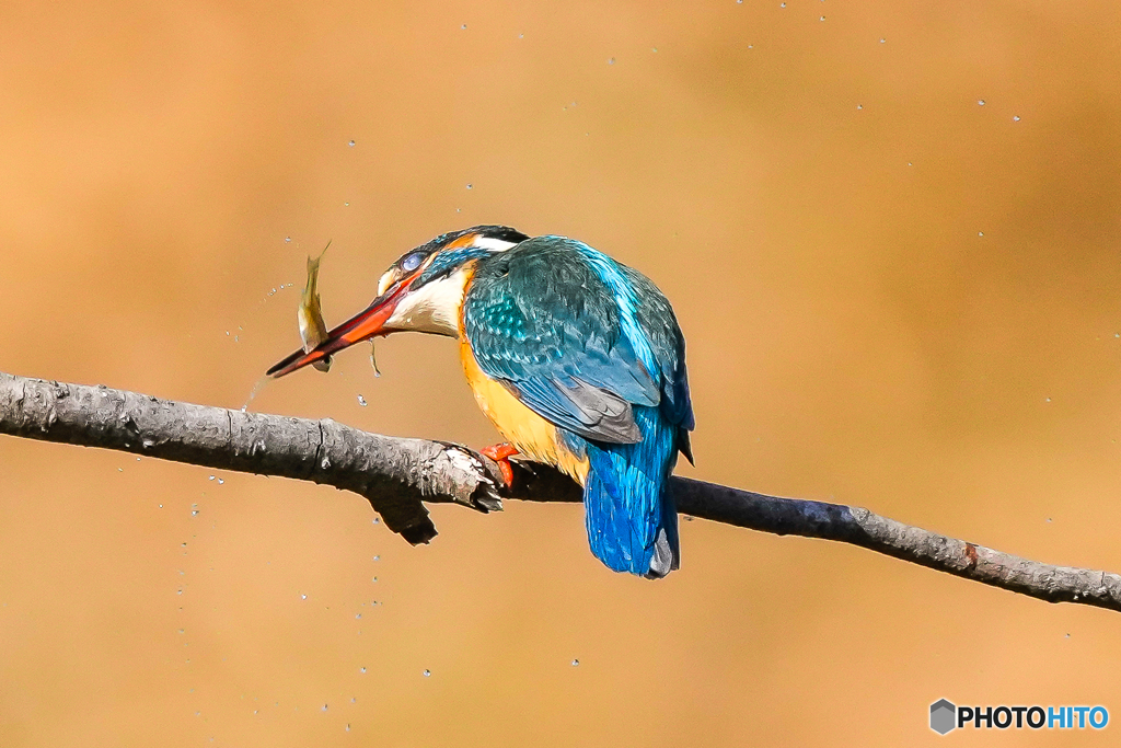 いつもの公園「魚食らう鳥」