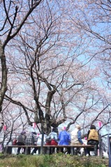 いつもの公園　桜四景　「七人」