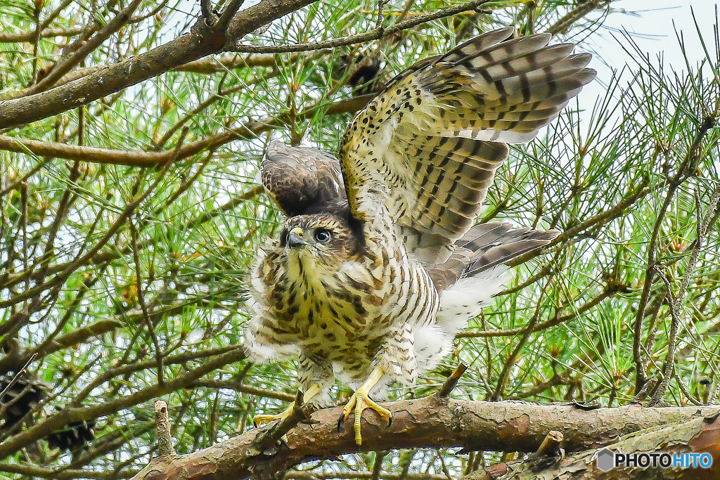 ジュニア