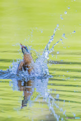 いつもの公園「ダァー」三題（カワセミ）（１）