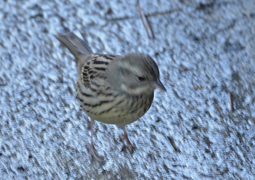 青くないけどアオジ（２）