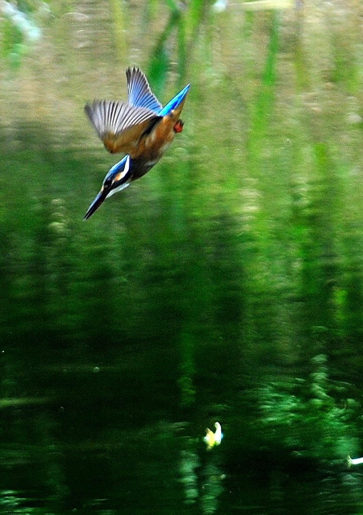 カワセミの池　８－６「水面」