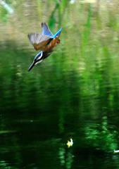 カワセミの池　８－６「水面」
