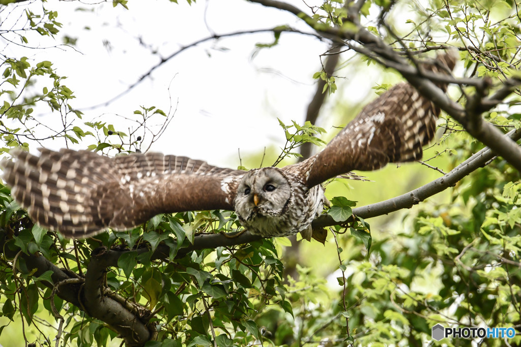 杜の人「翼」（フクロウ）