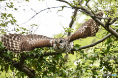 杜の人「翼」（フクロウ）