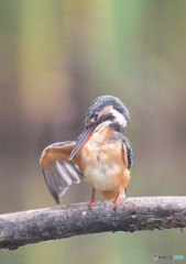 いつもの公園「カワセミ（６）」