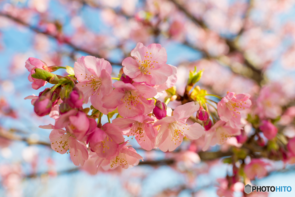 桜気分