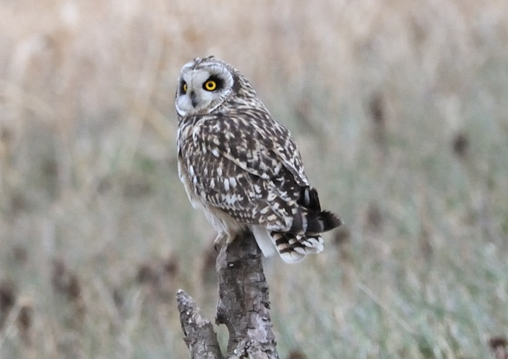 コミミズク　二様（１）
