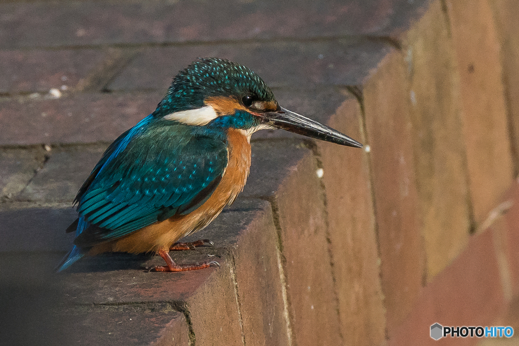 いつもの公園「長期滞在、終わり」