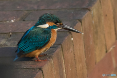 いつもの公園「長期滞在、終わり」