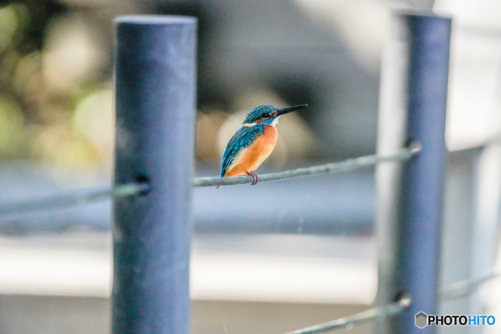 いつもの公園「こちらも近い」（リクエストにお応えして）