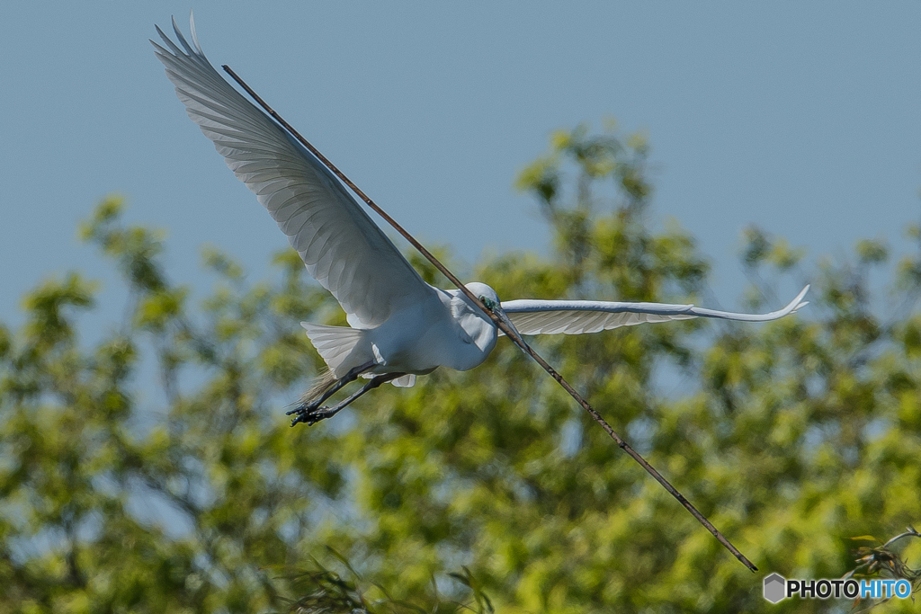 鷺山訪問「巣作り」（ダイサギ）