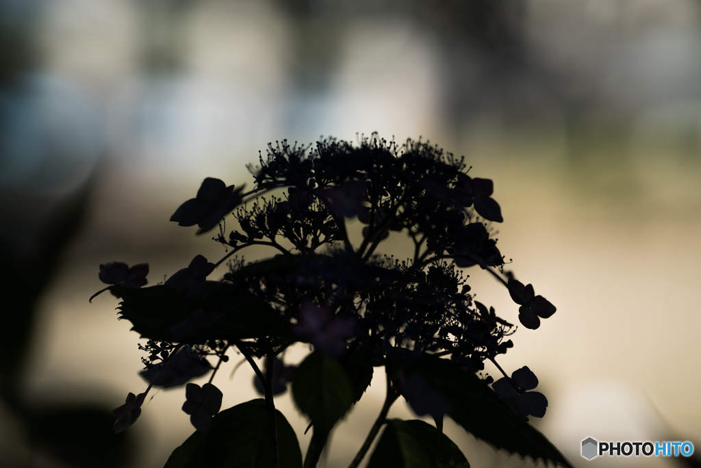 影紫陽花
