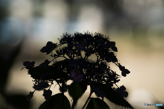 影紫陽花