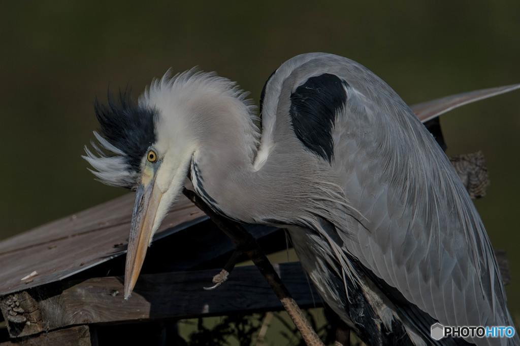 いつもの公園「ヘアースタイル」（アオサギ）