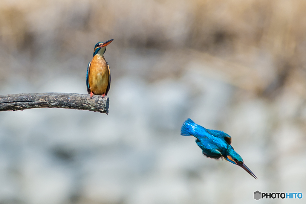 いつもの公園「仲がいいのか、悪いのか？」（４）