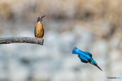 いつもの公園「仲がいいのか、悪いのか？」（４）