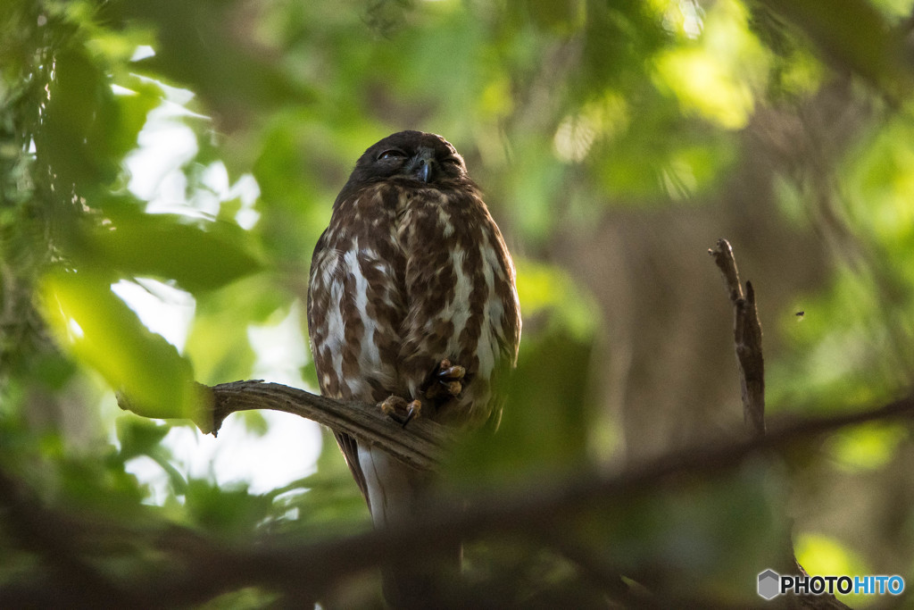 緑杜の鳥（アオバズク）（１）