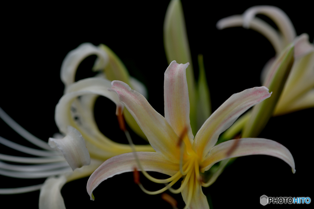 秋華（９）「白曼珠沙華」