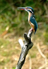 カワセミウォッチ　４－２　「幸運」