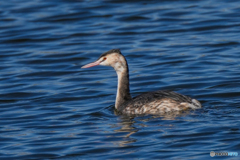 いつもの公園「春の湖」