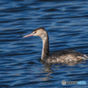 いつもの公園「春の湖」