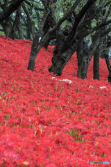 権現堂公園曼珠沙華満開「曼珠沙華満開」