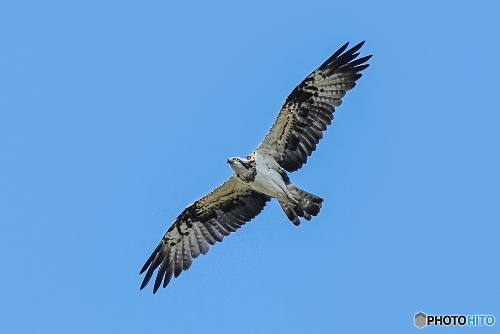 いつもの公園「大空」