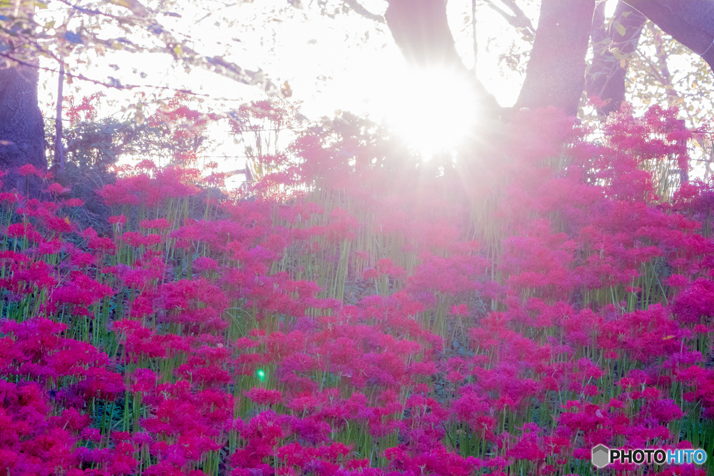 いつもの公園「朝日」