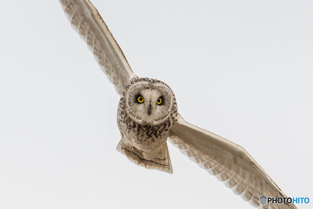 見てます（コミミズク）（４）