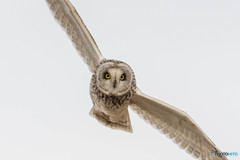 見てます（コミミズク）（４）